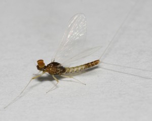 Baetis_flavistriga_adult_male,I_DSC325